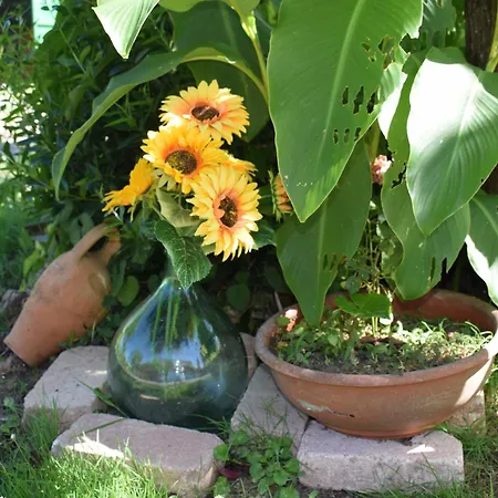Girasole * Lari